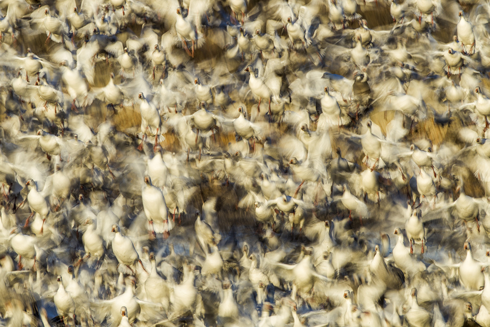 Snow Geese, Bosque del Apache National Wildlife Refuge, New Mexico