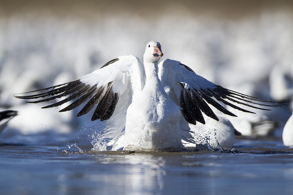 Snow Goose, Bosque del Apache, New Mexico
