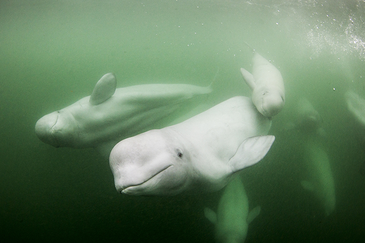 Canada, Manitoba, Churchill, Underwater view of young Beluga Whale calf swimming with mother and pod near mouth of Hudson Bay
